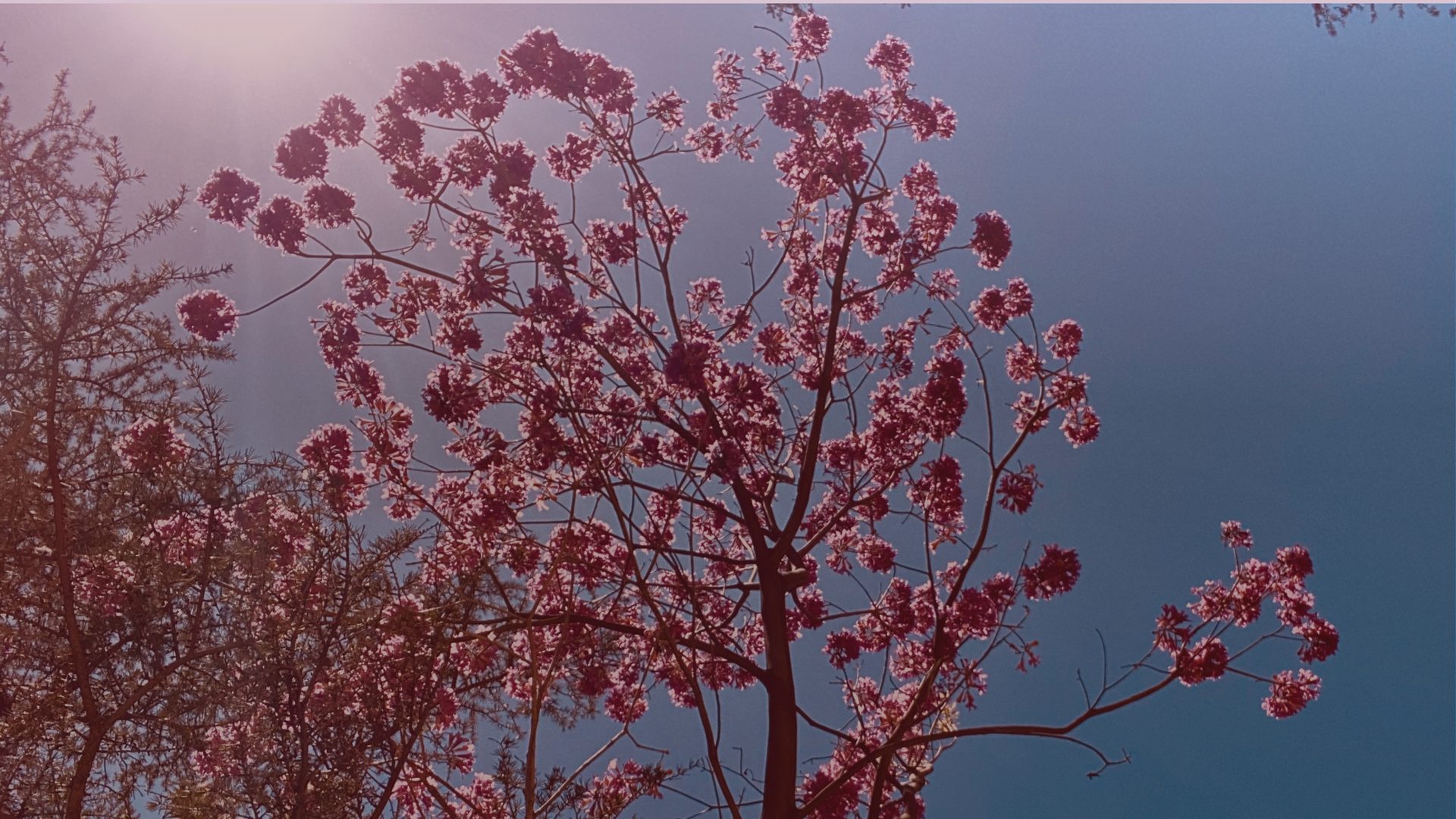 Looking up into a tree thick with small crimson-pink blossom clusters against a hazy blue-grey dusk sky, warm sunlight flaring in the upper left, a bare conifer silhouette at the frame's left edge.