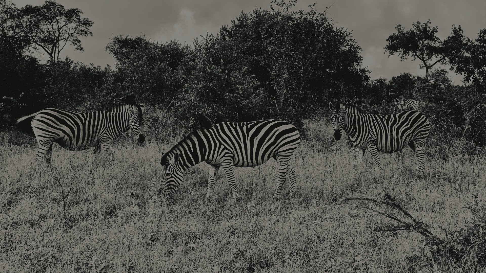 Two zebras grazing in tall dry grass, their stripe patterns overlapping so the two animals read almost as one.