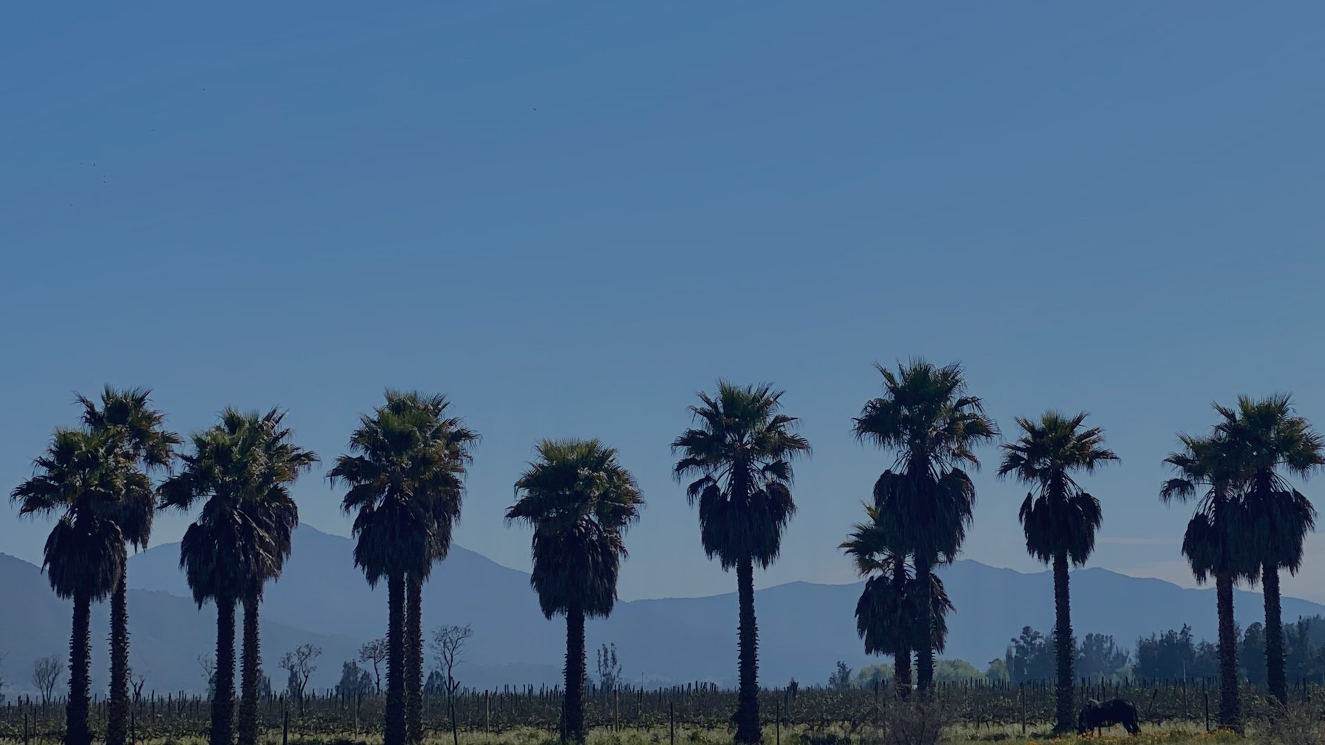 A row of tall palm trees silhouetted against a hazy blue mountain range, overlooking a vineyard where a horse grazes.