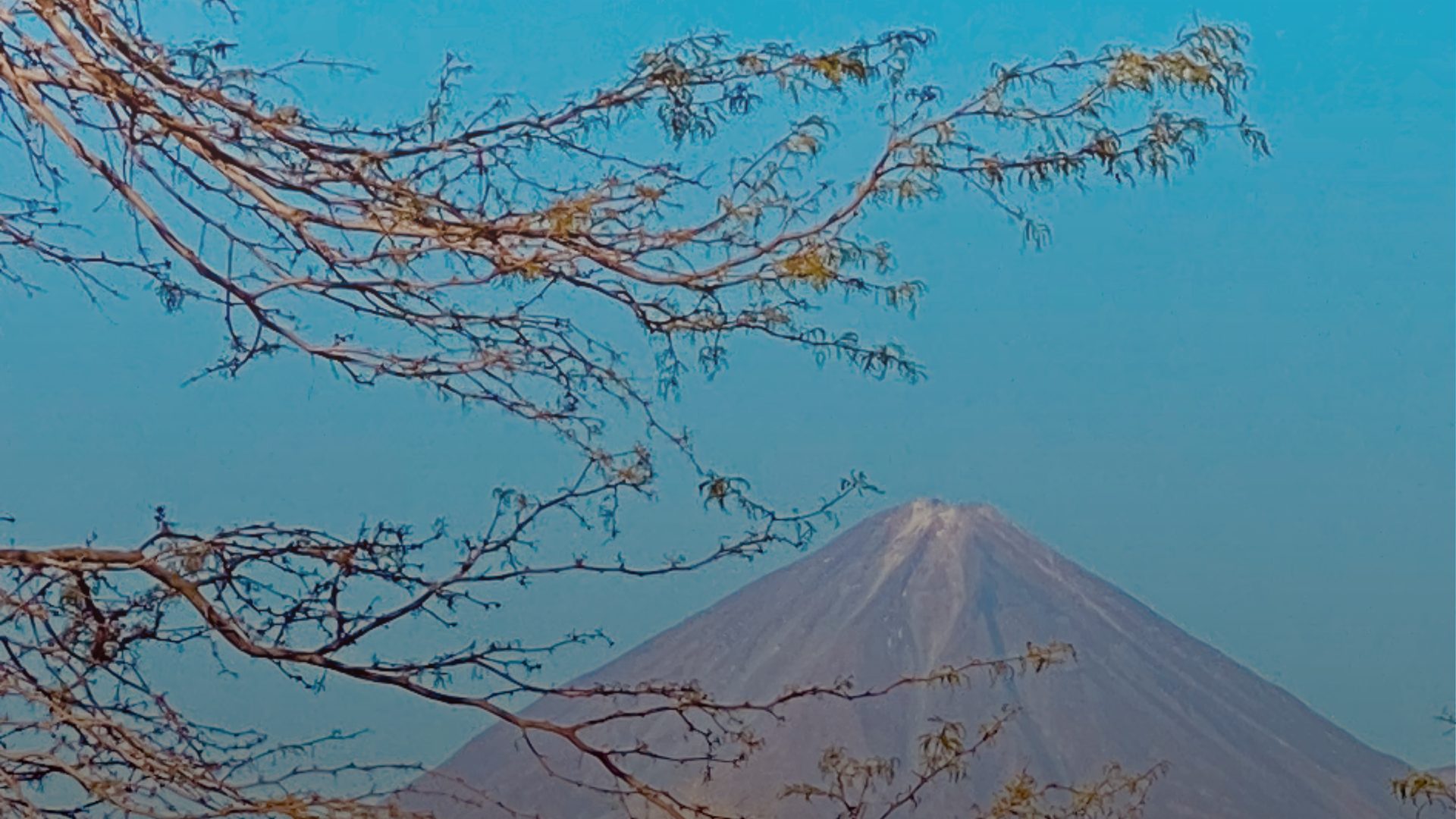 A conical volcano rises against a hazy blue sky, framed by the bare, thin branches of a tree in the foreground.